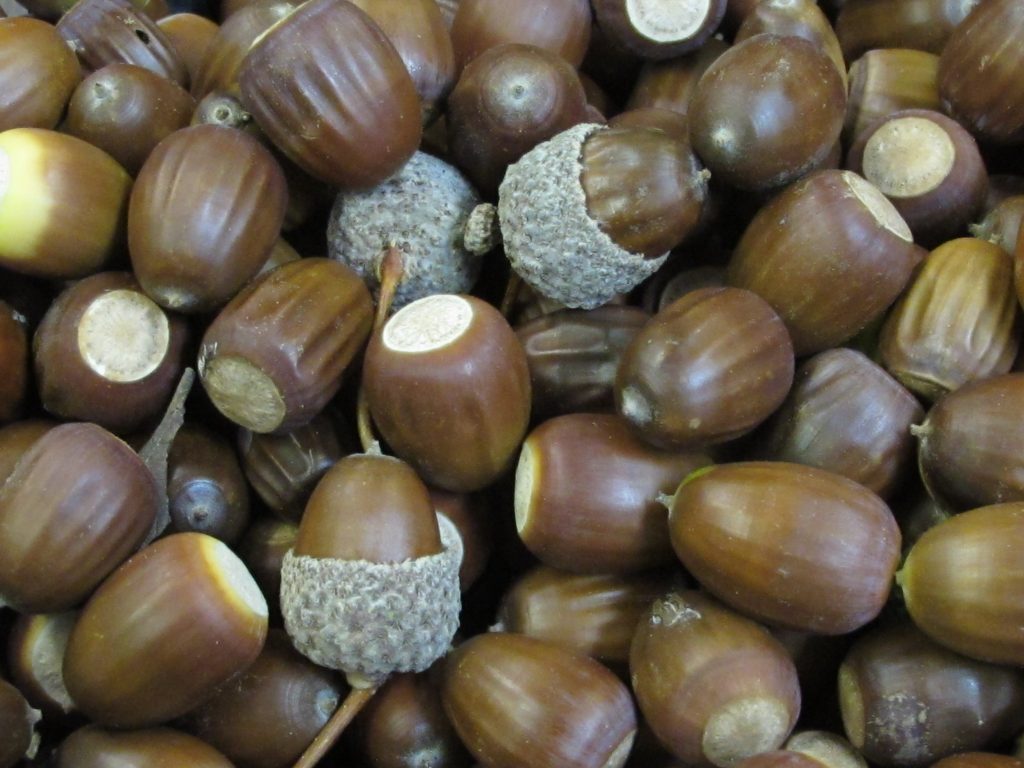 acorns